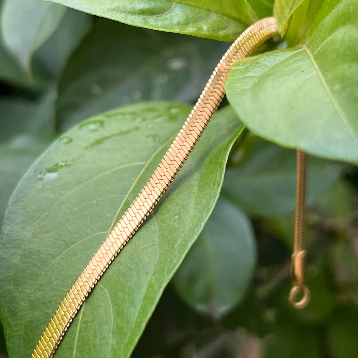 La Fettuccine Dorada